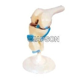 Human Knee Joint Model, Functional, Life Size Human Knee Joint Model, Functional, Life Size